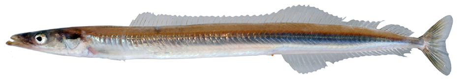 Gymnammodytes semisquamatus_02.jpg